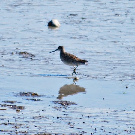 Photo (18): Willet