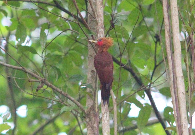 Photo (1): Chestnut-colored Woodpecker