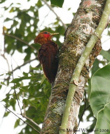 Photo (2): Chestnut-colored Woodpecker