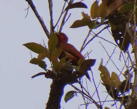 Photo (1): Scale-breasted Woodpecker