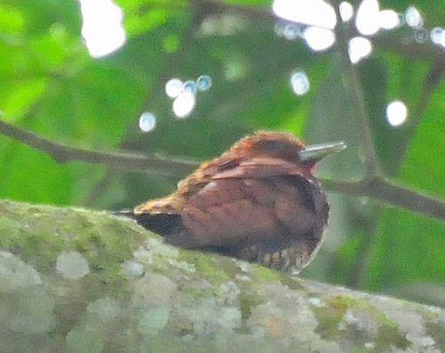 Photo (1): Cinnamon Woodpecker