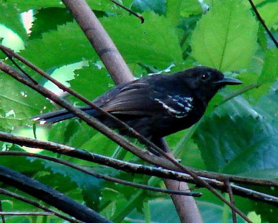 Photo (1): Jet Antbird