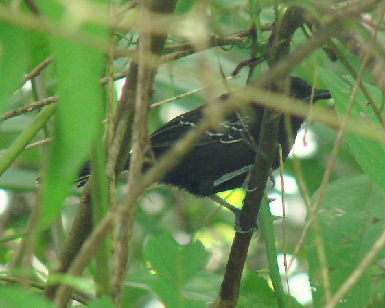 Photo (2): Jet Antbird