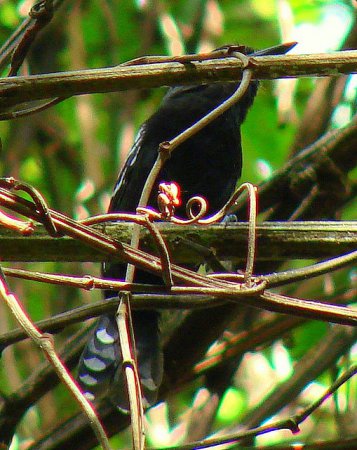 Photo (3): Jet Antbird