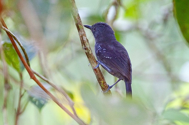 Photo (1): Dusky Antbird