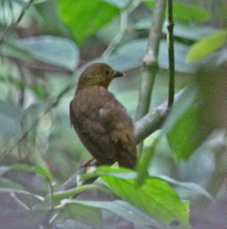 Photo (6): Dusky Antbird