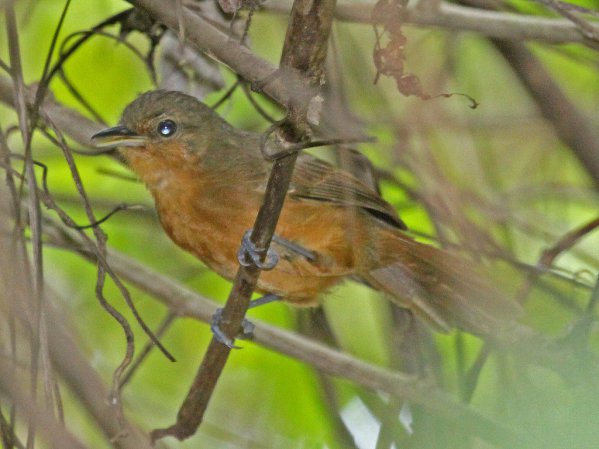 Photo (4): Dusky Antbird