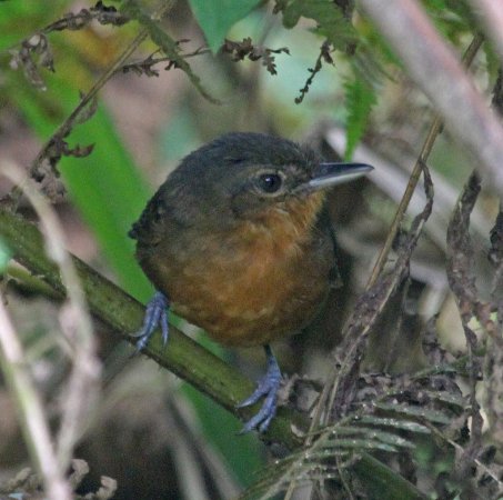 Photo (3): Dusky Antbird