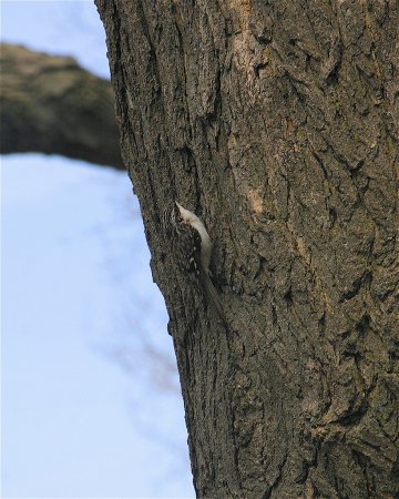 Photo (11): Brown Creeper