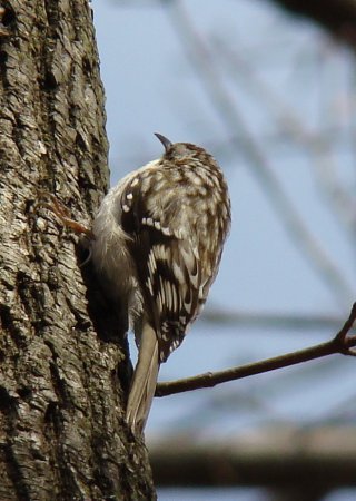Photo (12): Brown Creeper