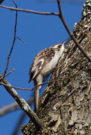 Photo (10): Brown Creeper