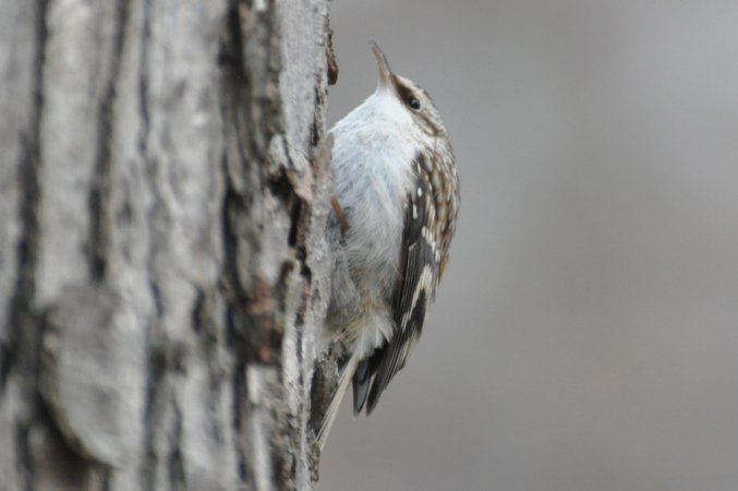 Photo (8): Brown Creeper
