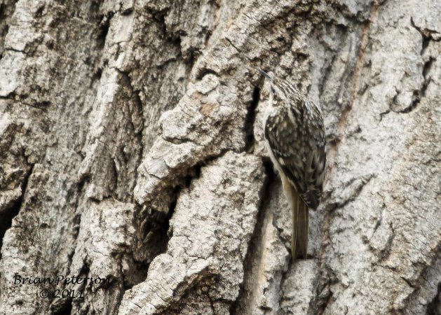 Photo (14): Brown Creeper