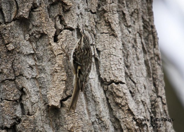 Photo (7): Brown Creeper