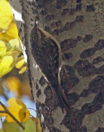 Photo (15): Brown Creeper
