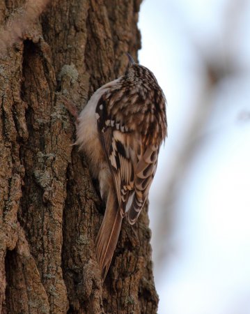 Photo (9): Brown Creeper