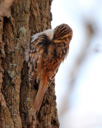 Photo (3): Brown Creeper