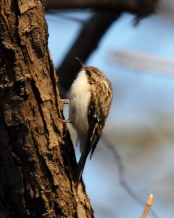 Photo (6): Brown Creeper