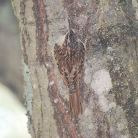 Photo (13): Brown Creeper