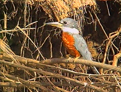 Photo (8): Ringed Kingfisher