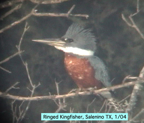 Photo (13): Ringed Kingfisher