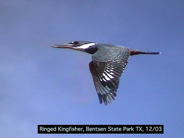 Photo (16): Ringed Kingfisher