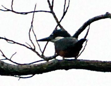Photo (9): Ringed Kingfisher