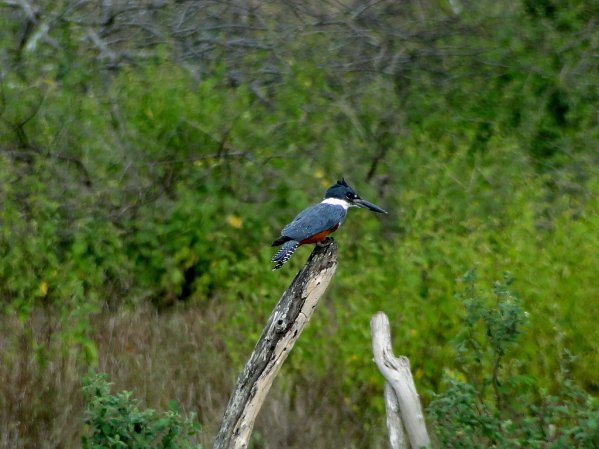Photo (18): Ringed Kingfisher