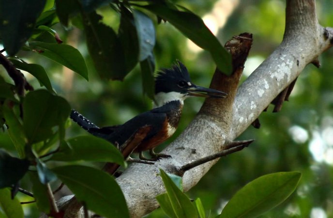 Photo (19): Ringed Kingfisher