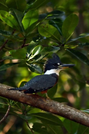 Photo (11): Ringed Kingfisher