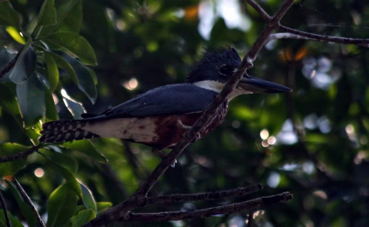 Photo (17): Ringed Kingfisher