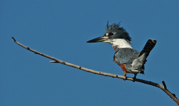 Photo (22): Ringed Kingfisher