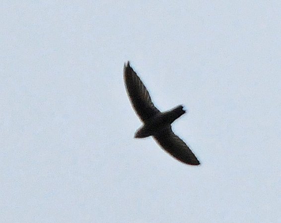 Photo (1): Band-rumped Swift