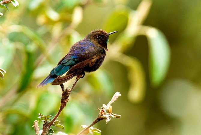 Photo (1): Blue-mantled Thornbill
