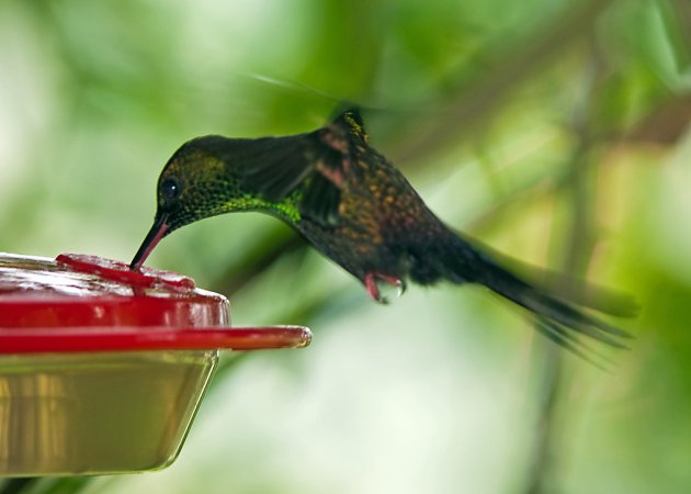 Photo (4): Bronze-tailed Plumeleteer