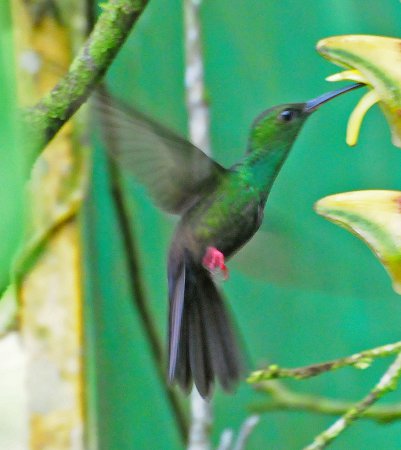 Photo (6): Bronze-tailed Plumeleteer