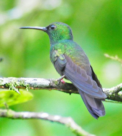 Photo (5): Bronze-tailed Plumeleteer