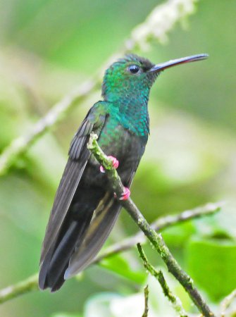 Photo (3): Bronze-tailed Plumeleteer
