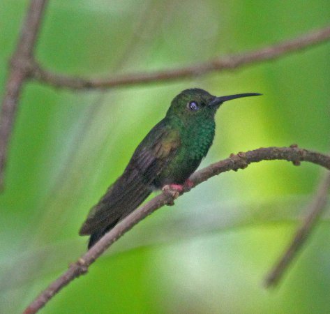 Photo (7): Bronze-tailed Plumeleteer