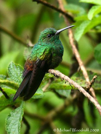 Photo (1): Bronze-tailed Plumeleteer