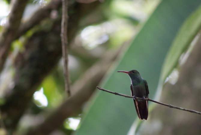 Photo (2): Bronze-tailed Plumeleteer