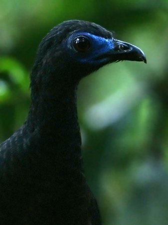 Photo (1): Sickle-winged Guan