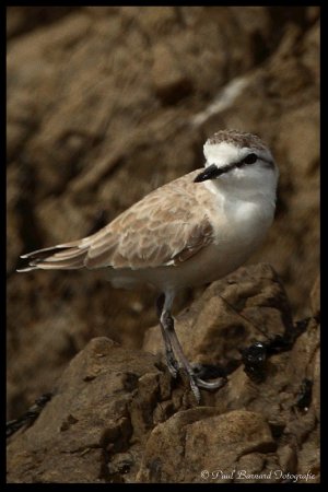 Photo (18): Snowy Plover