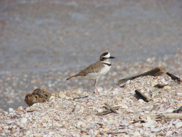 Photo (6): Collared Plover