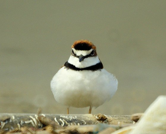 Photo (2): Collared Plover