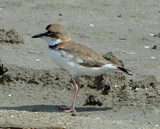 Photo (8): Collared Plover