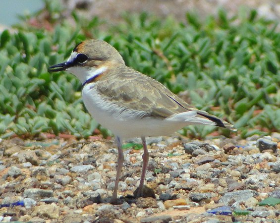 Photo (5): Collared Plover