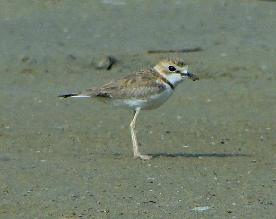 Photo (11): Collared Plover