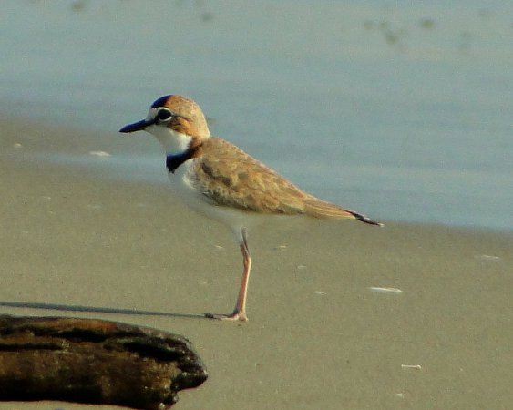 Photo (7): Collared Plover