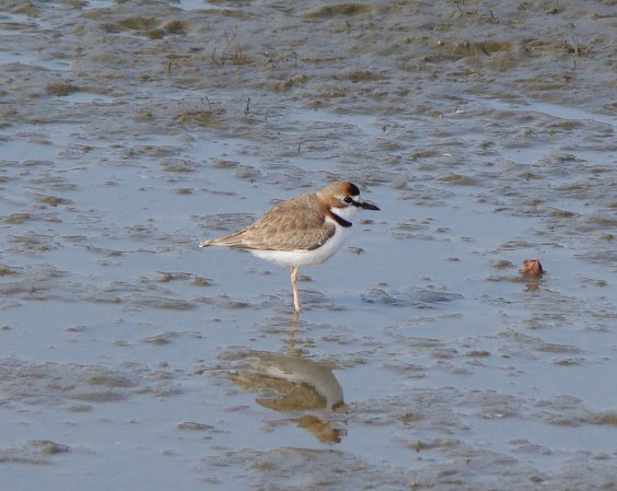 Photo (4): Collared Plover